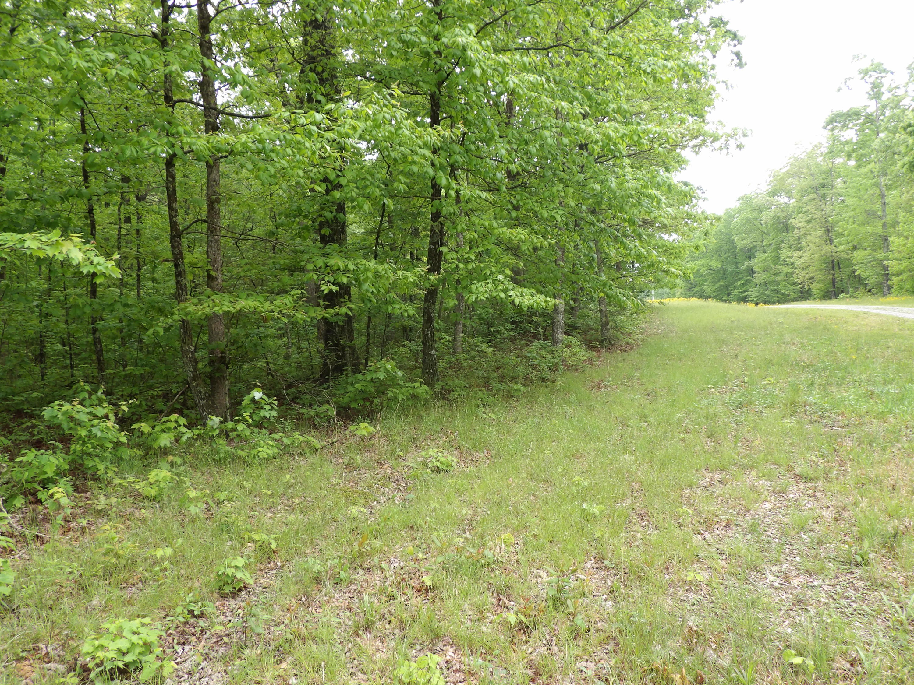 0 East Bluff Road, Unit 92 Pikeville, TN 37367 - Photo 6 of 22 100_0989
