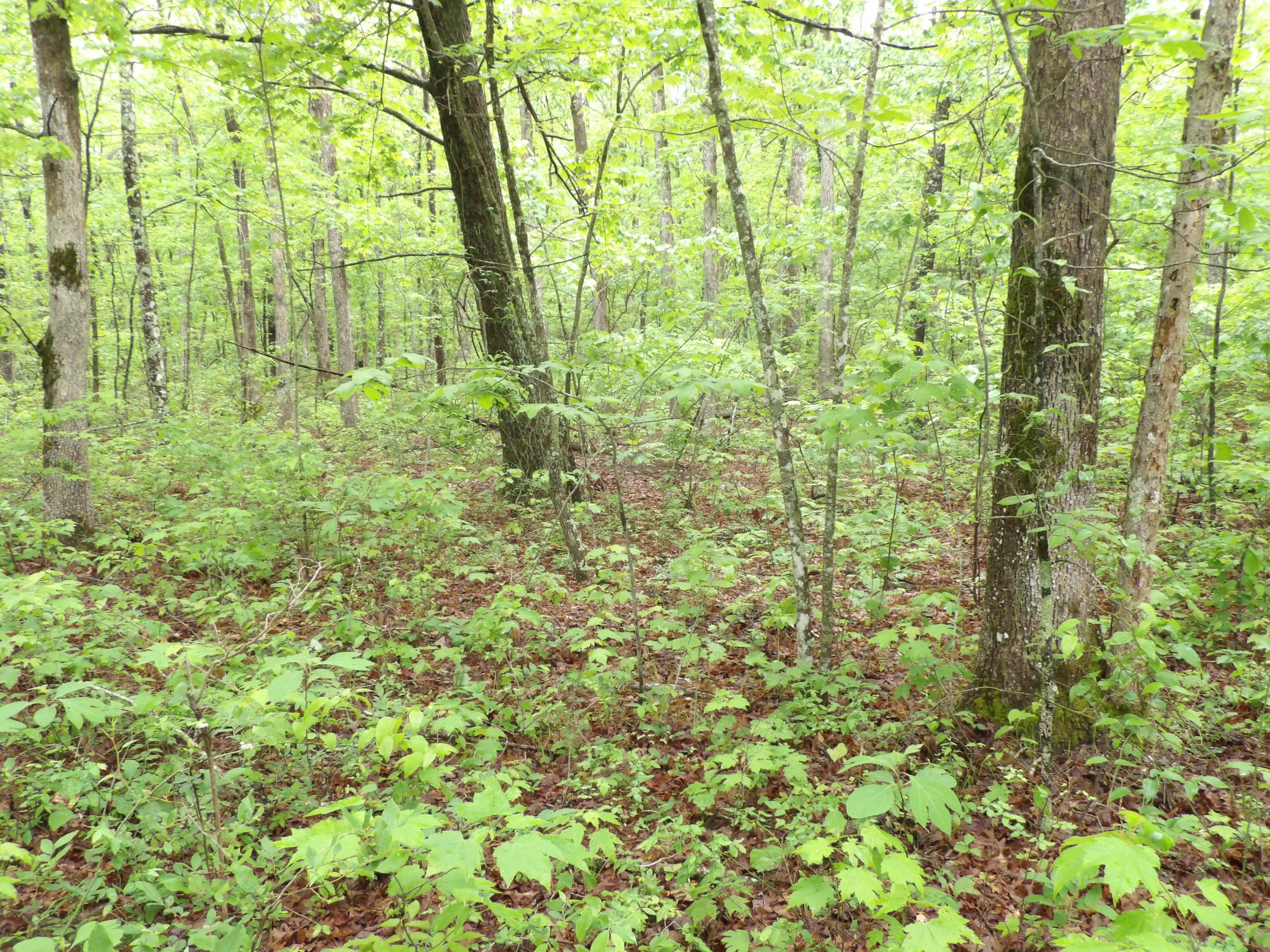 0 East Bluff Road, Unit 92 Pikeville, TN 37367 - Photo 7 of 22 100_0990