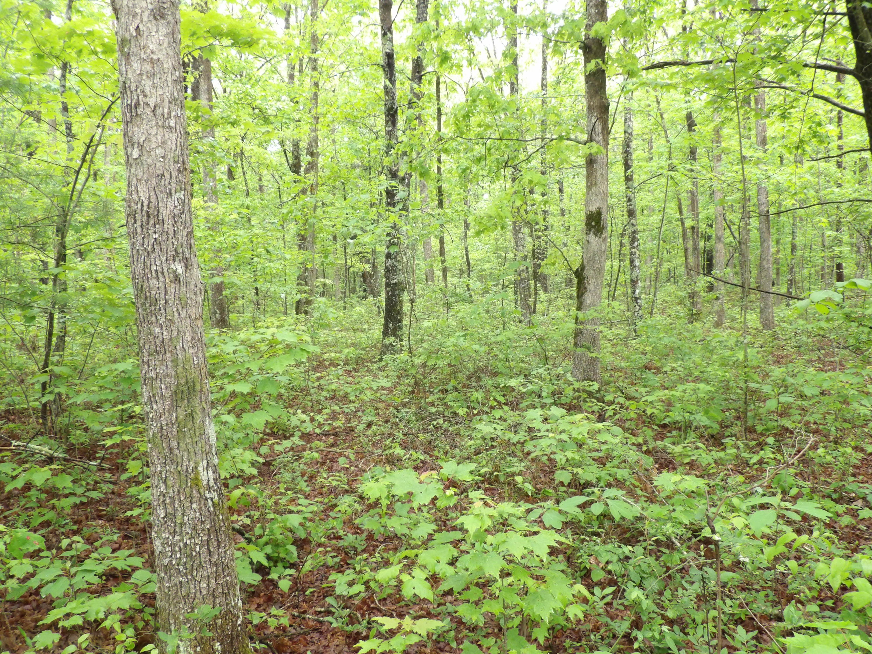 0 East Bluff Road, Unit 92 Pikeville, TN 37367 - Photo 8 of 22 100_0991