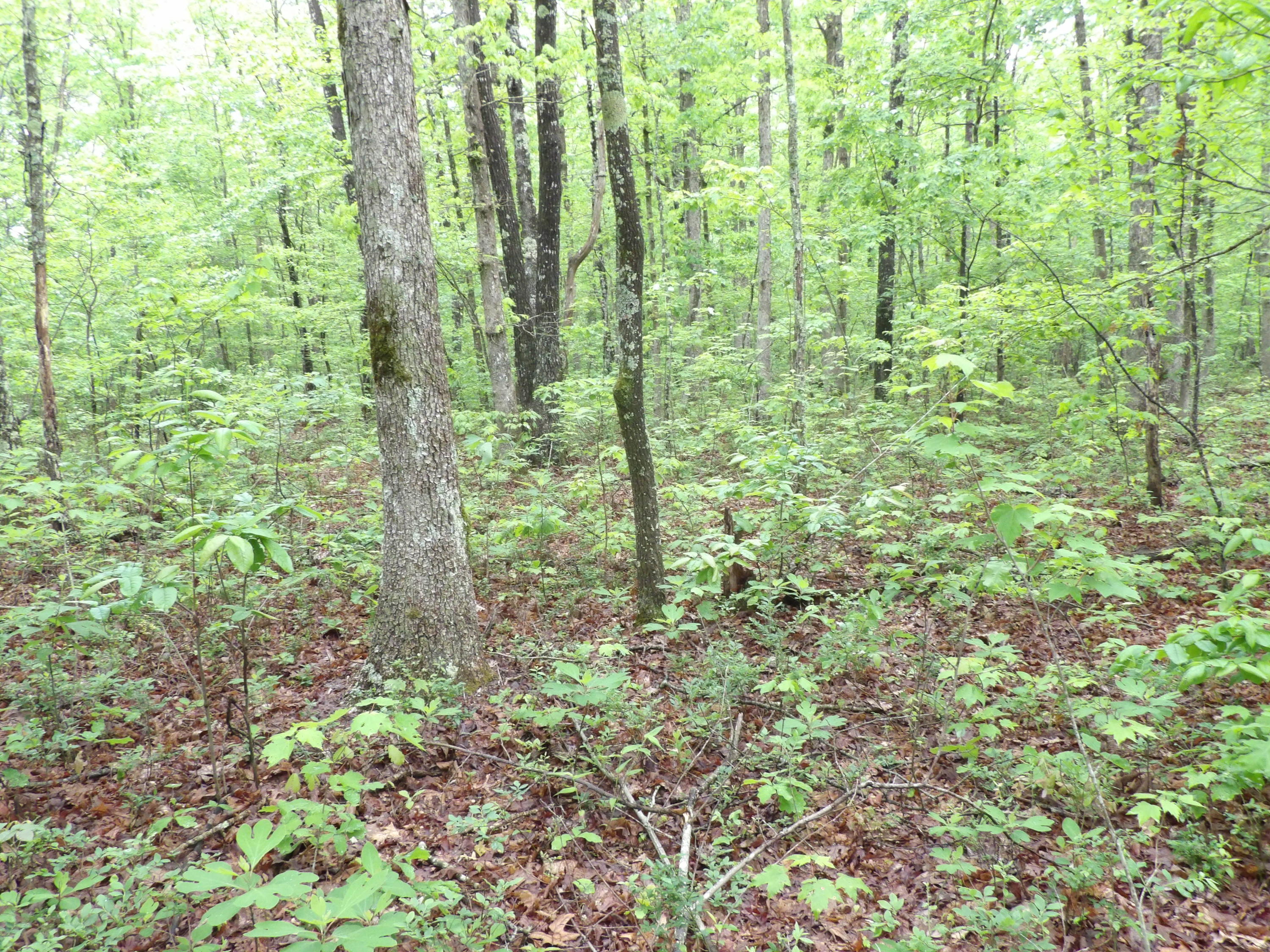 0 East Bluff Road, Unit 92 Pikeville, TN 37367 - Photo 9 of 22 100_0992