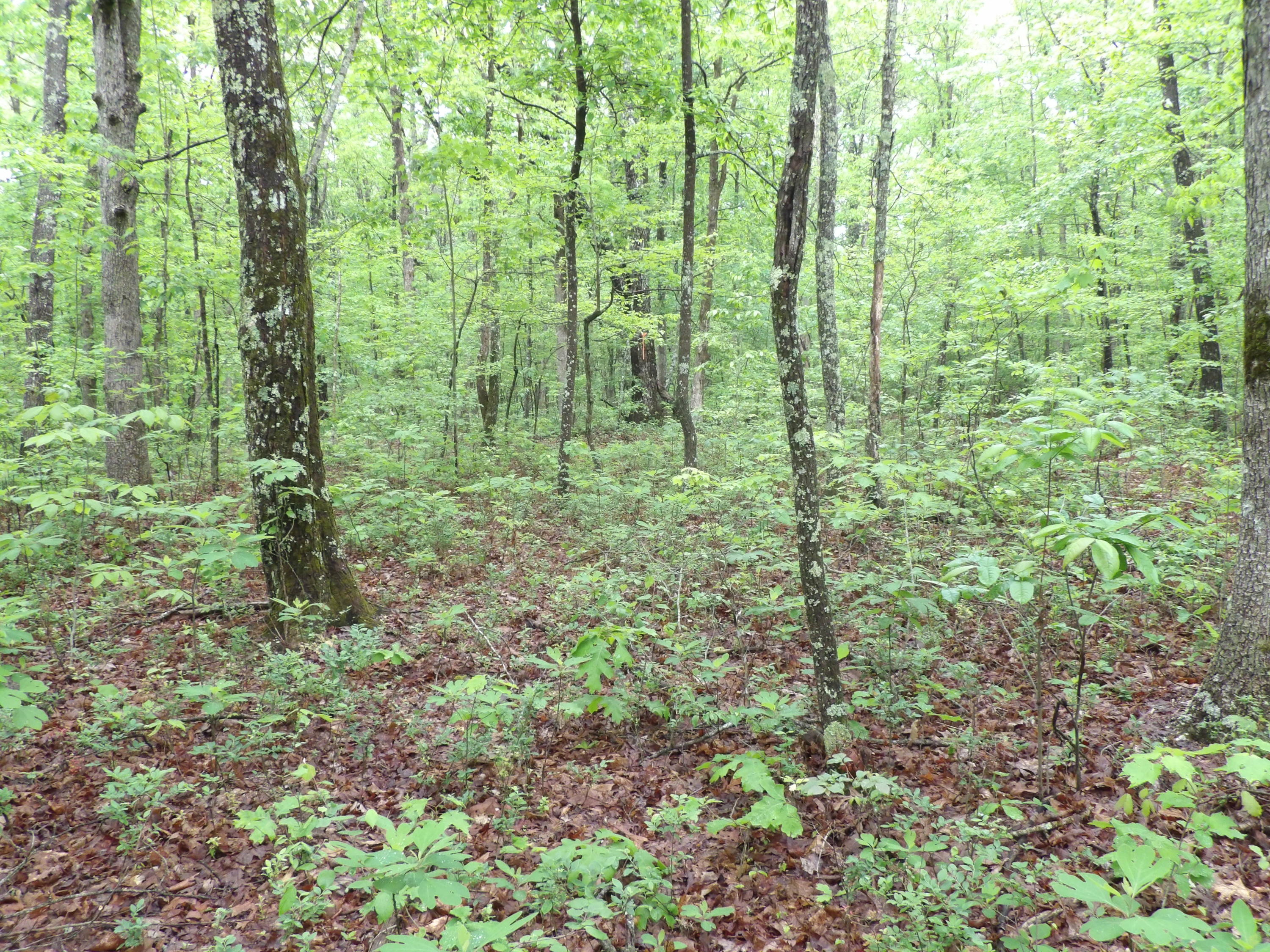 0 East Bluff Road, Unit 92 Pikeville, TN 37367 - Photo 10 of 22 100_0993