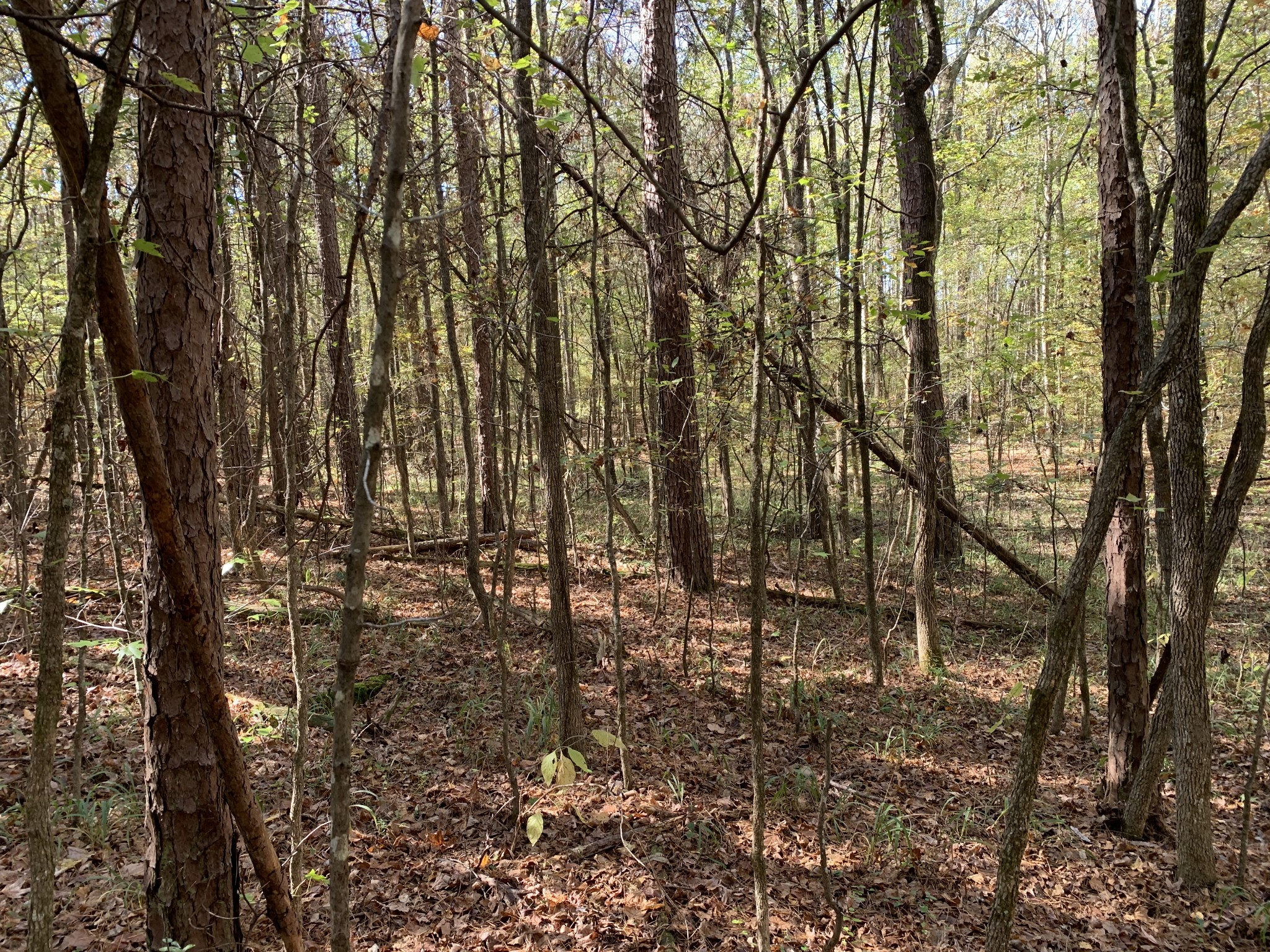 0 Muddy Ridge Road Pocahontas, TN 38061 - Photo 1 of 7 Gallery Image 1