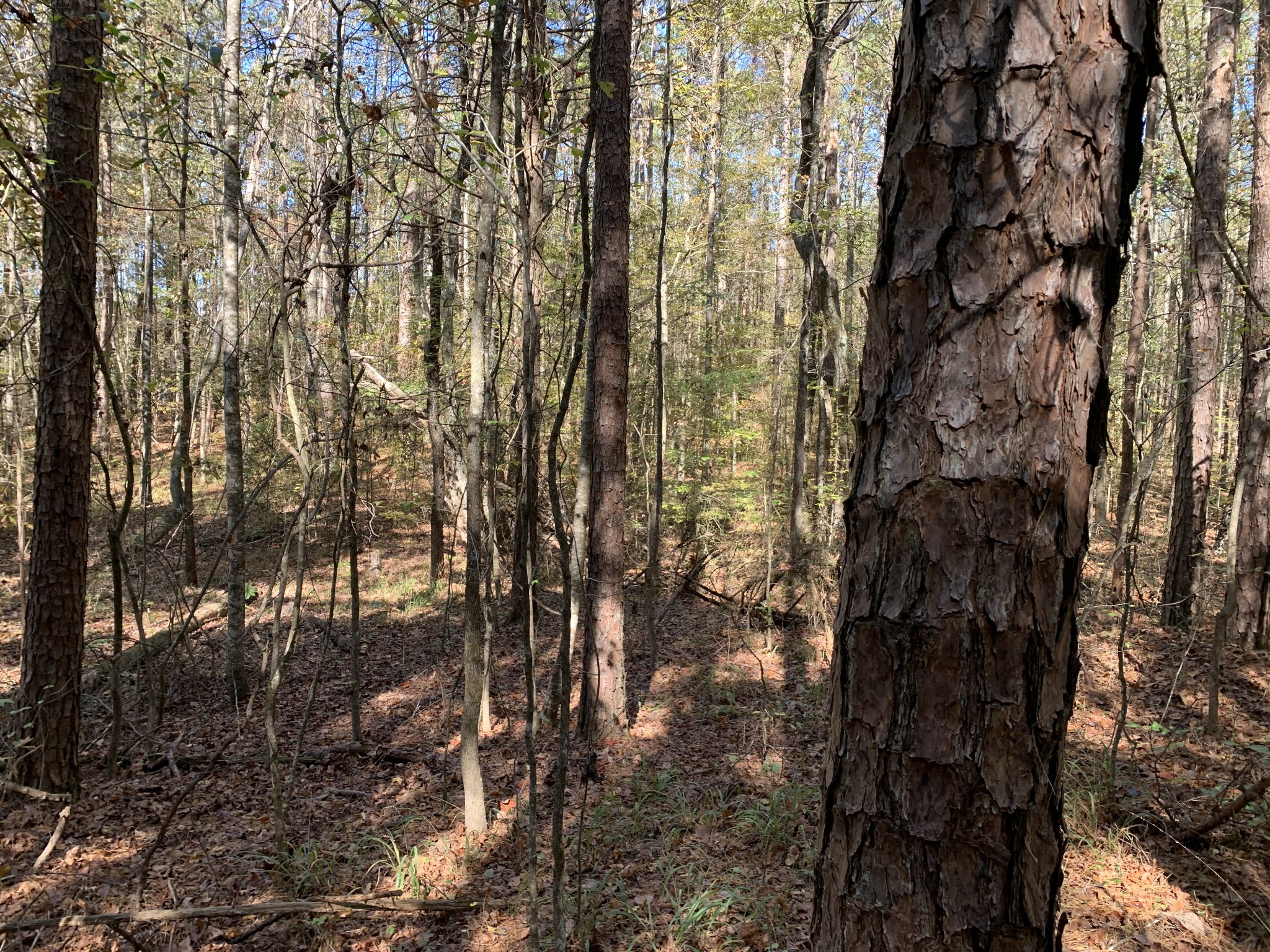 0 Muddy Ridge Road Pocahontas, TN 38061 - Photo 2 of 7 Gallery Image 2