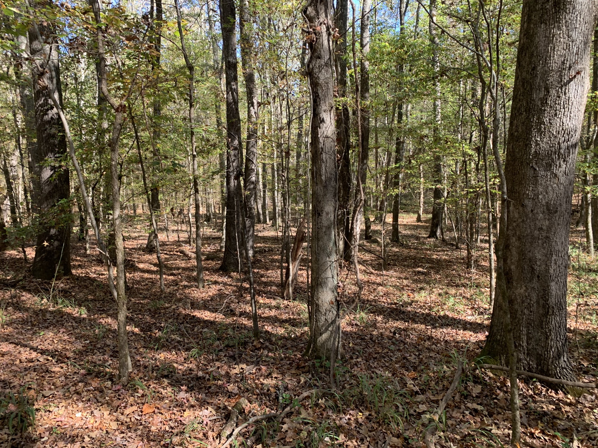 0 Muddy Ridge Road Pocahontas, TN 38061 - Photo 3 of 7 Gallery Image 3