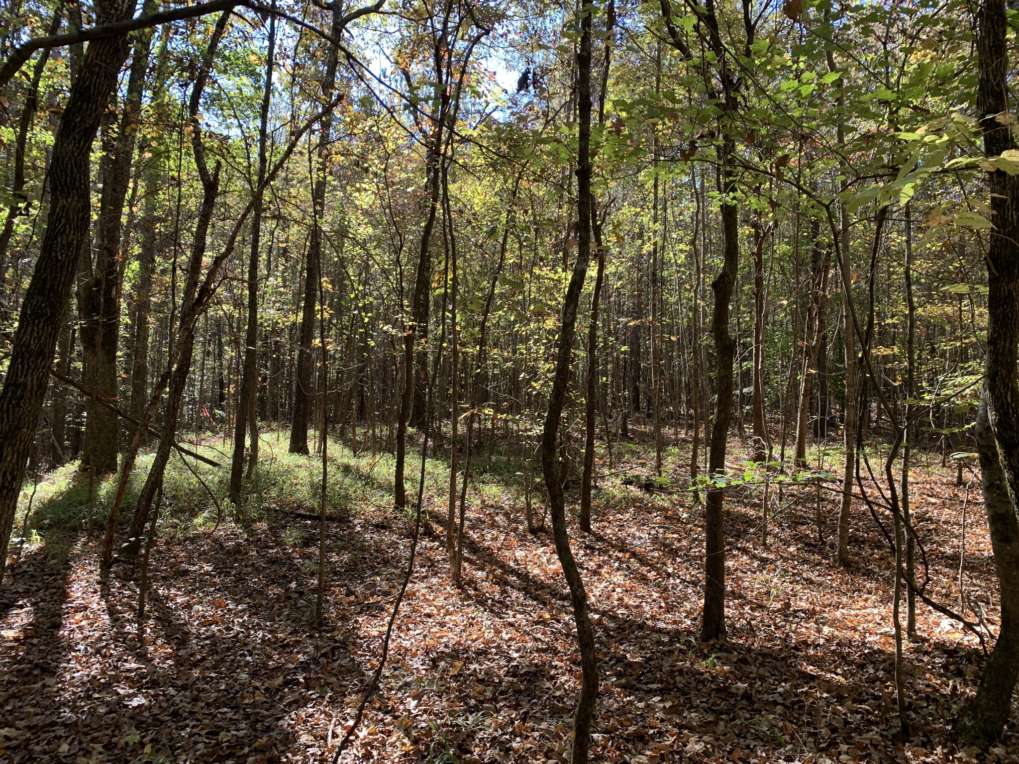 0 Muddy Ridge Road Pocahontas, TN 38061 - Photo 4 of 7 Gallery Image 4