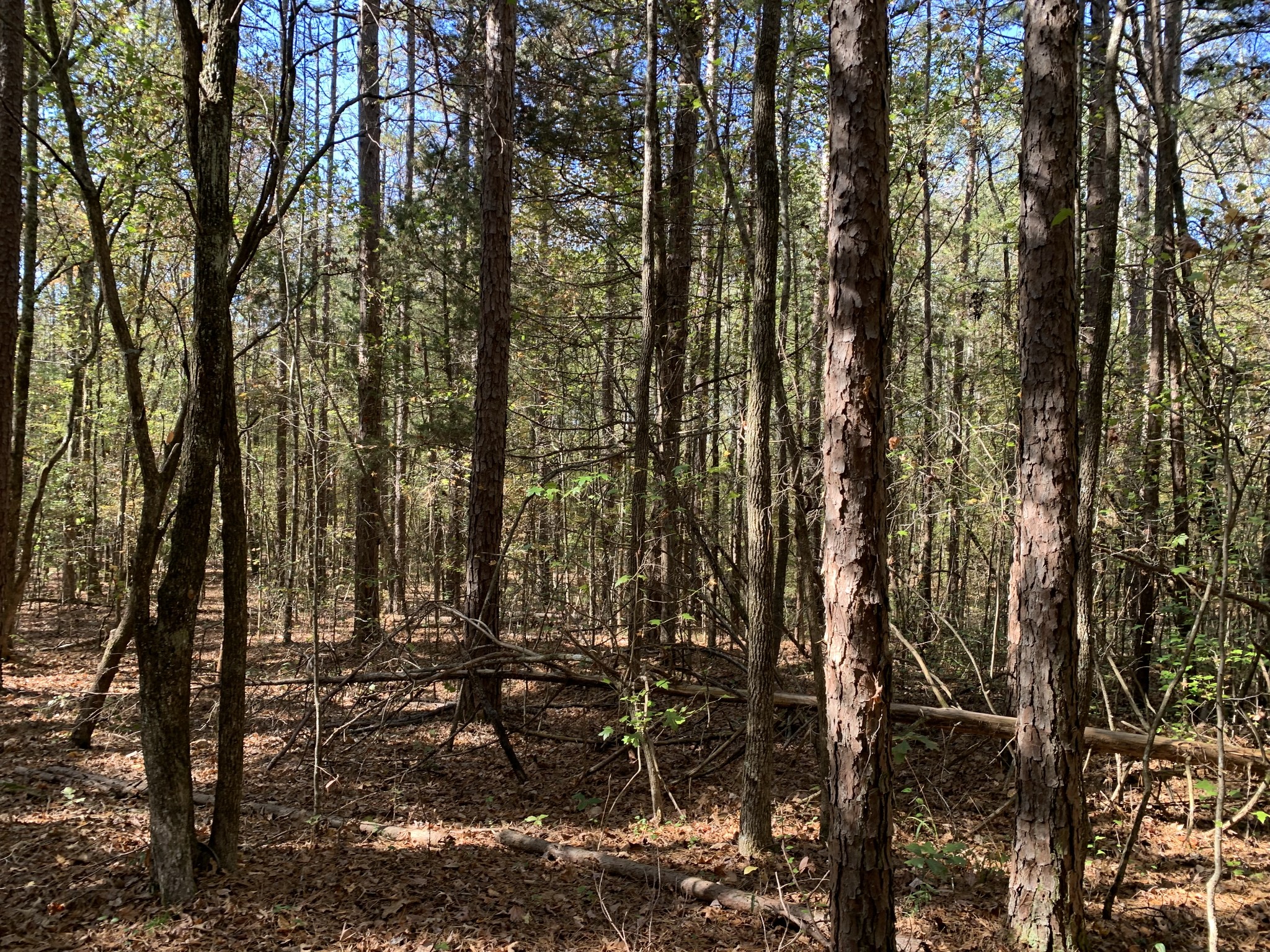 0 Muddy Ridge Road Pocahontas, TN 38061 - Photo 5 of 7 Gallery Image 5