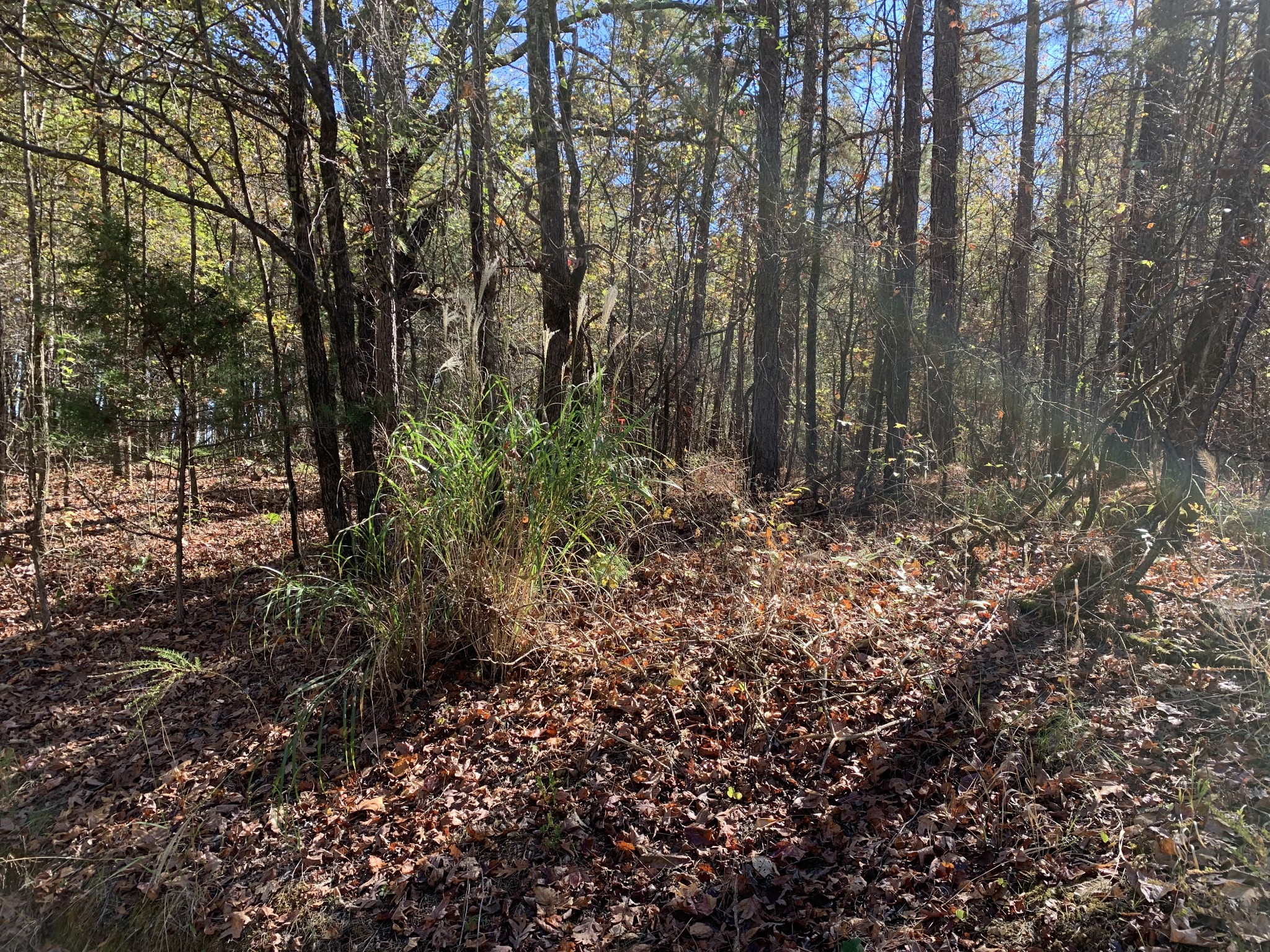 0 Muddy Ridge Road Pocahontas, TN 38061 - Photo 7 of 7 Gallery Image 7
