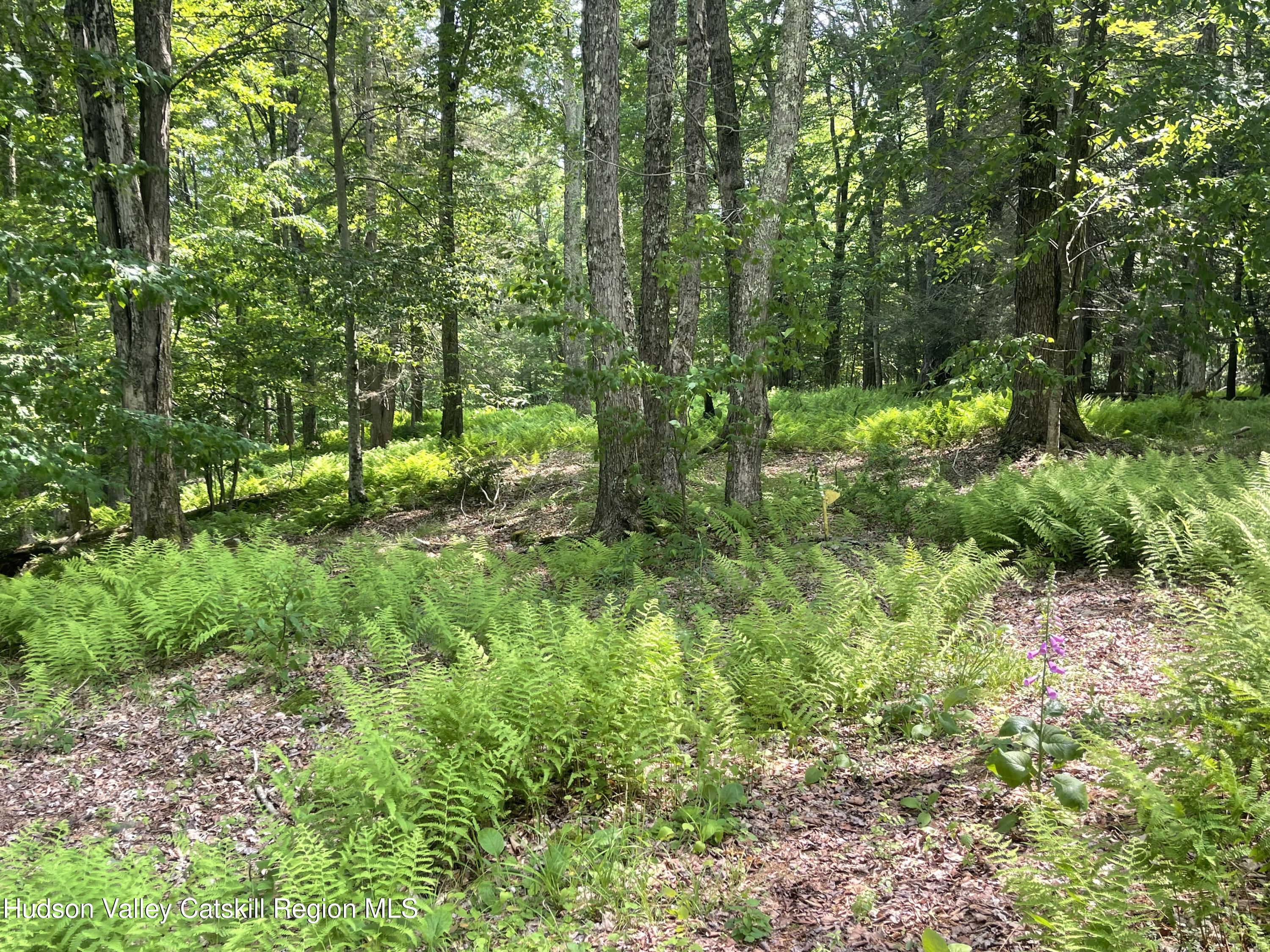 367 Rainbow Hill Road Andes, NY 13731 - Photo 26 of 30 a lush green forest with lots of trees