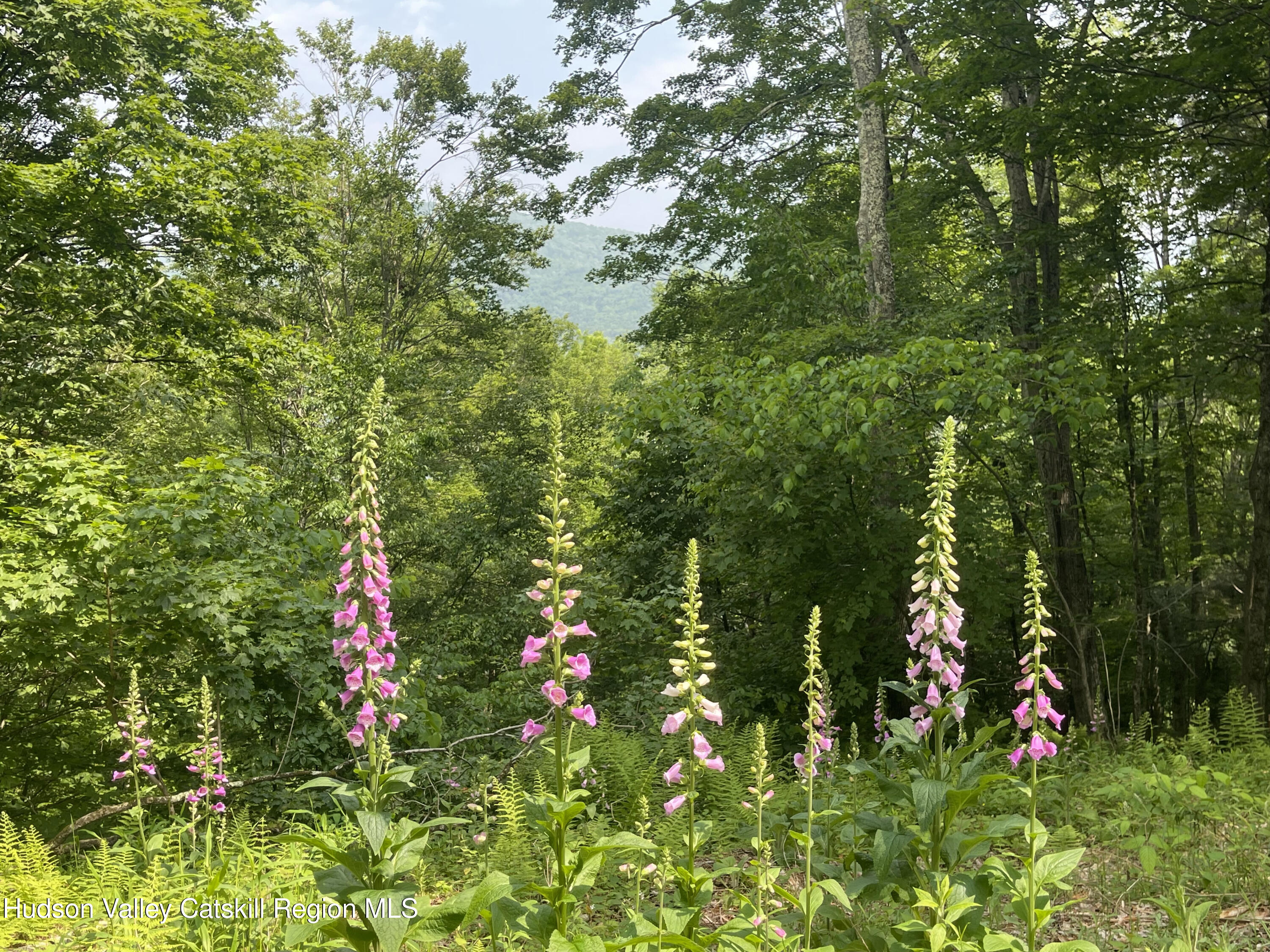 367 Rainbow Hill Road Andes, NY 13731 - Photo 29 of 30 a close up of a tree