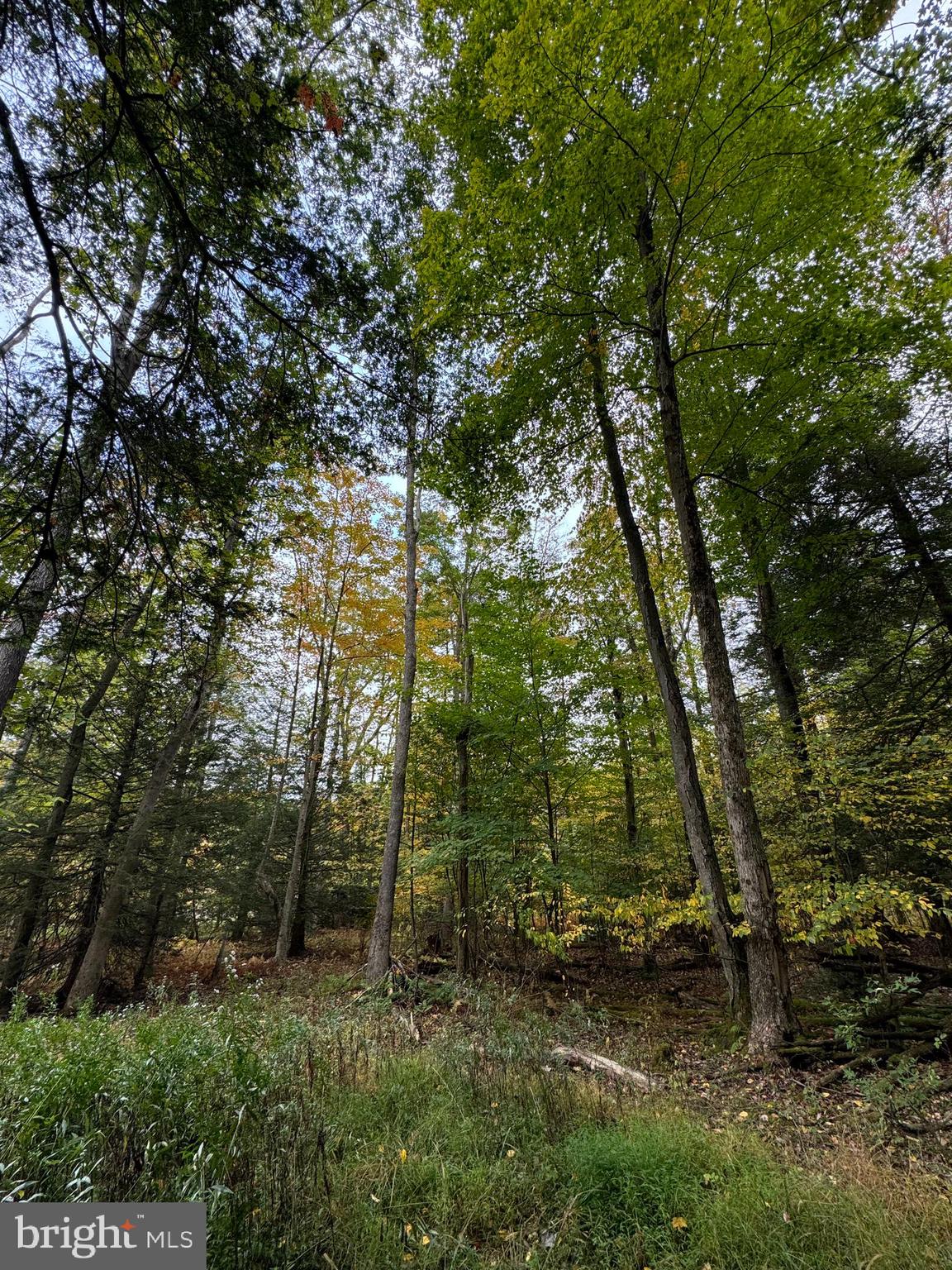 Mayhew Inn Road Oakland, MD 21550 - Photo 14 of 31