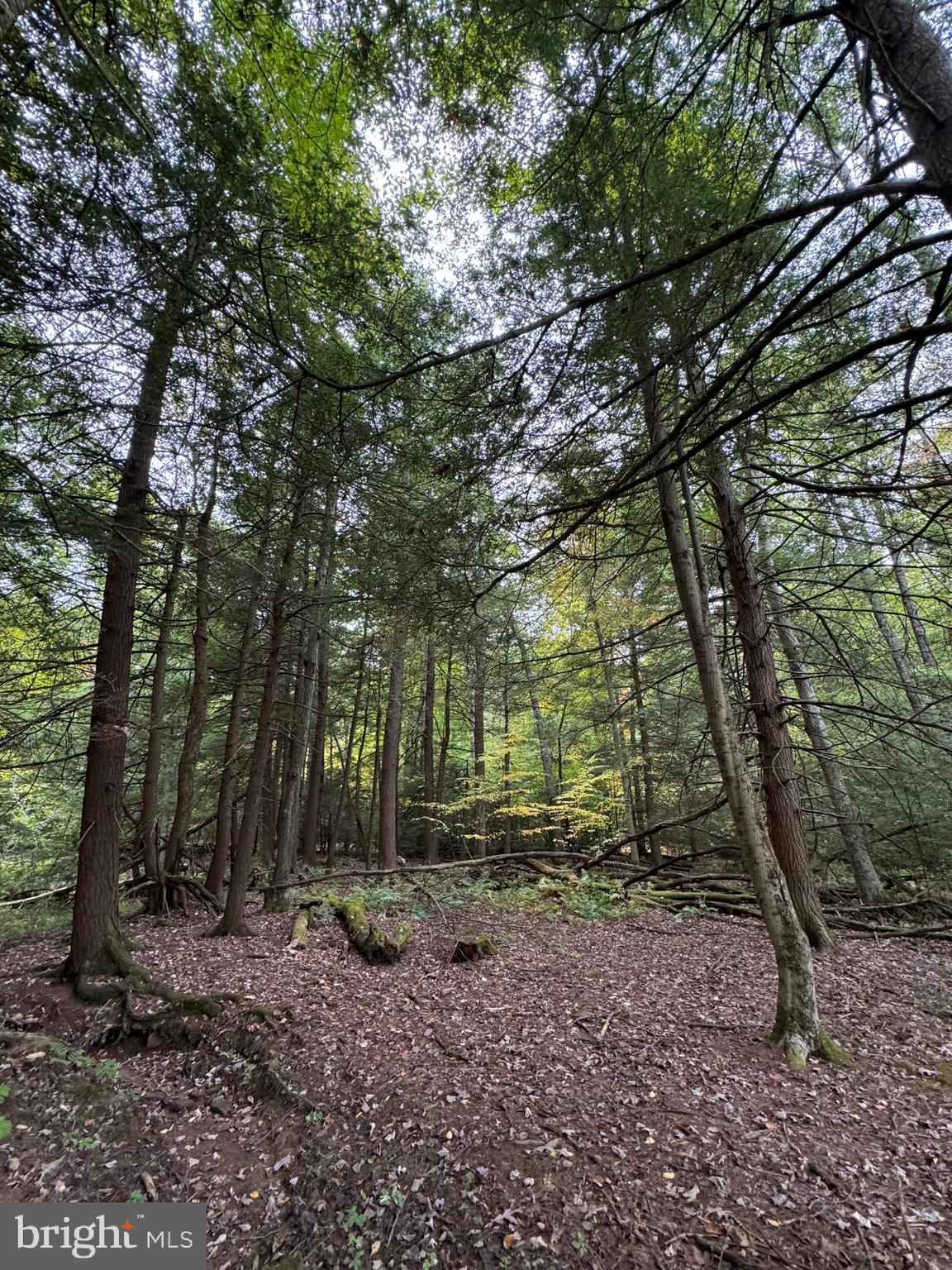 Mayhew Inn Road Oakland, MD 21550 - Photo 15 of 31