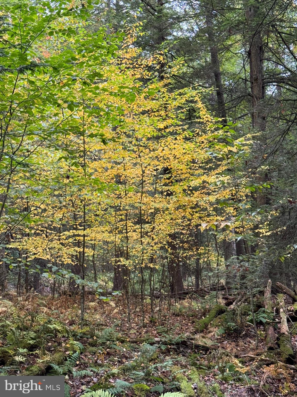 Mayhew Inn Road Oakland, MD 21550 - Photo 17 of 31