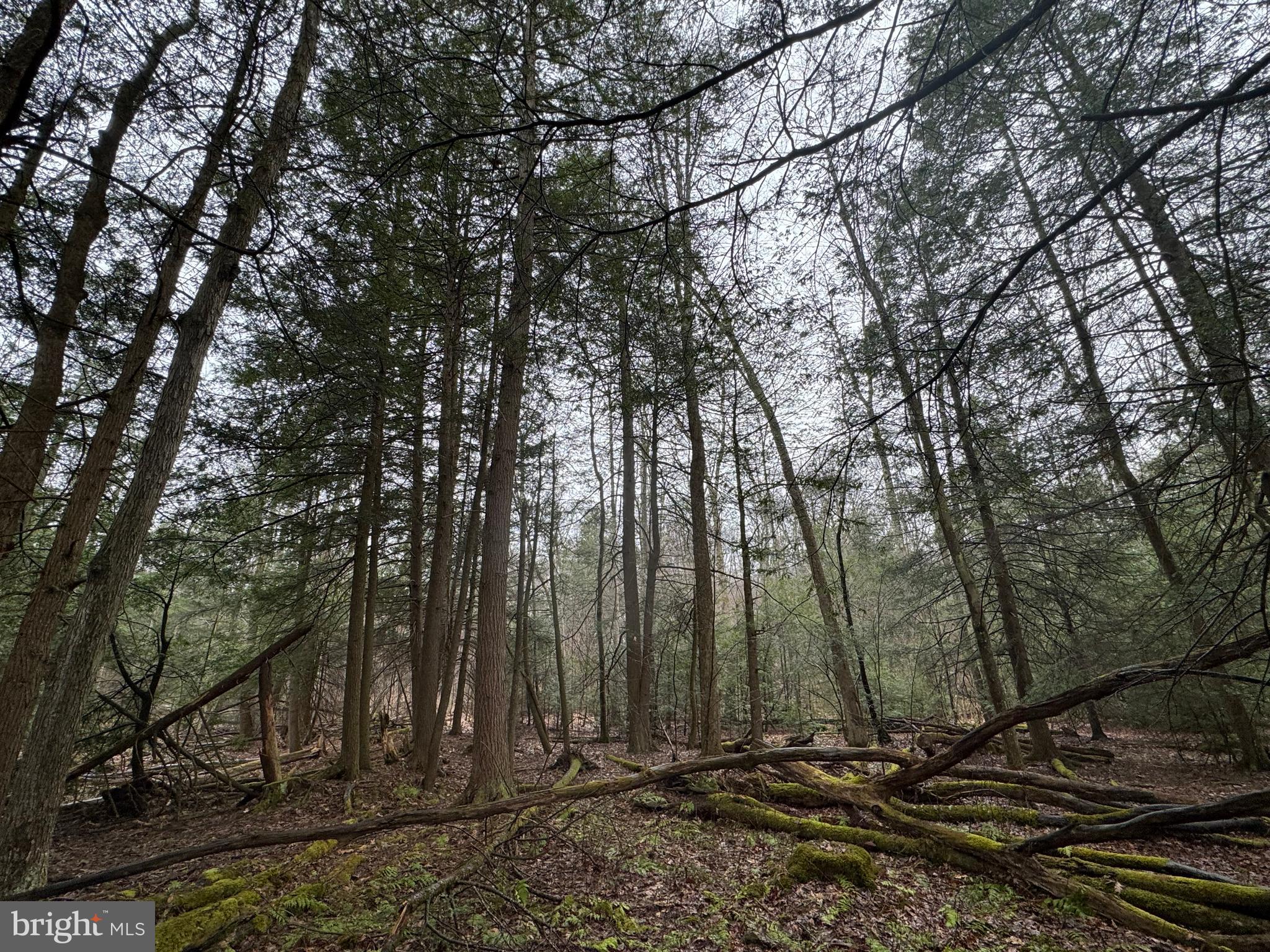 Mayhew Inn Road Oakland, MD 21550 - Photo 28 of 31