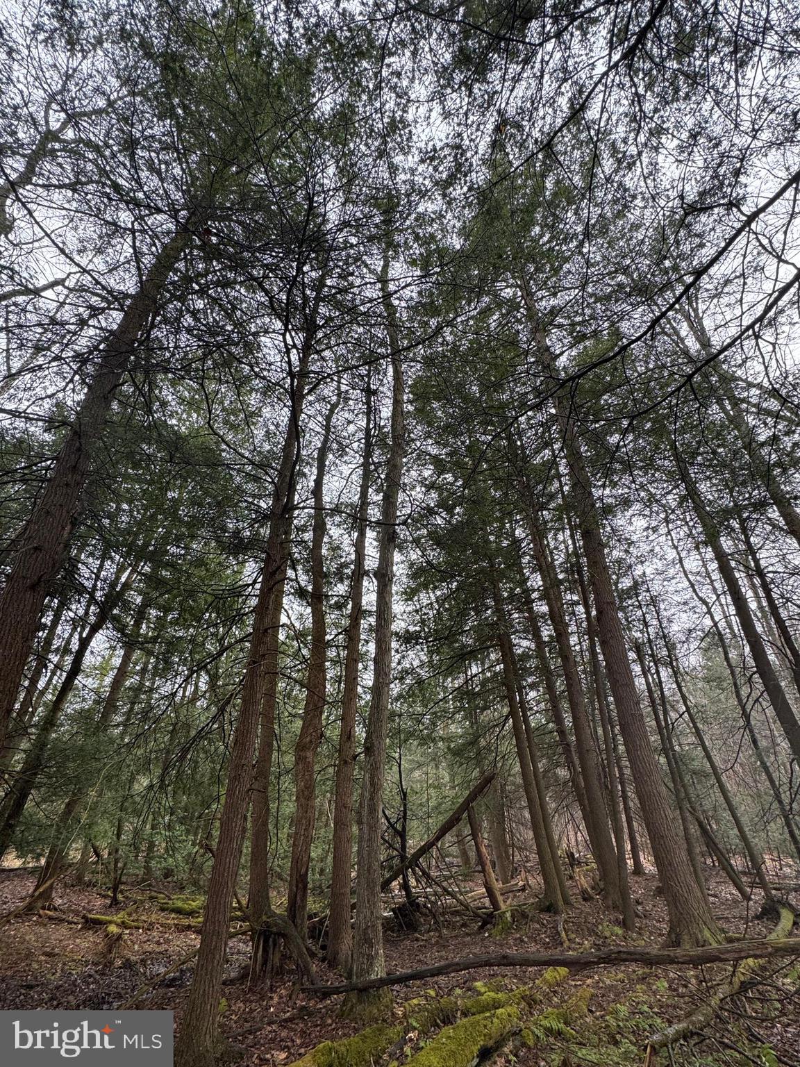 Mayhew Inn Road Oakland, MD 21550 - Photo 29 of 31