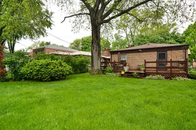 a view of a backyard with plants and a large tree