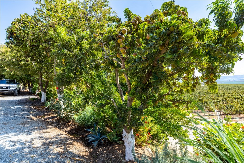35095 Metz Road Soledad, CA 93960 - Photo 25 of 40 a backyard of a house with lots of green space