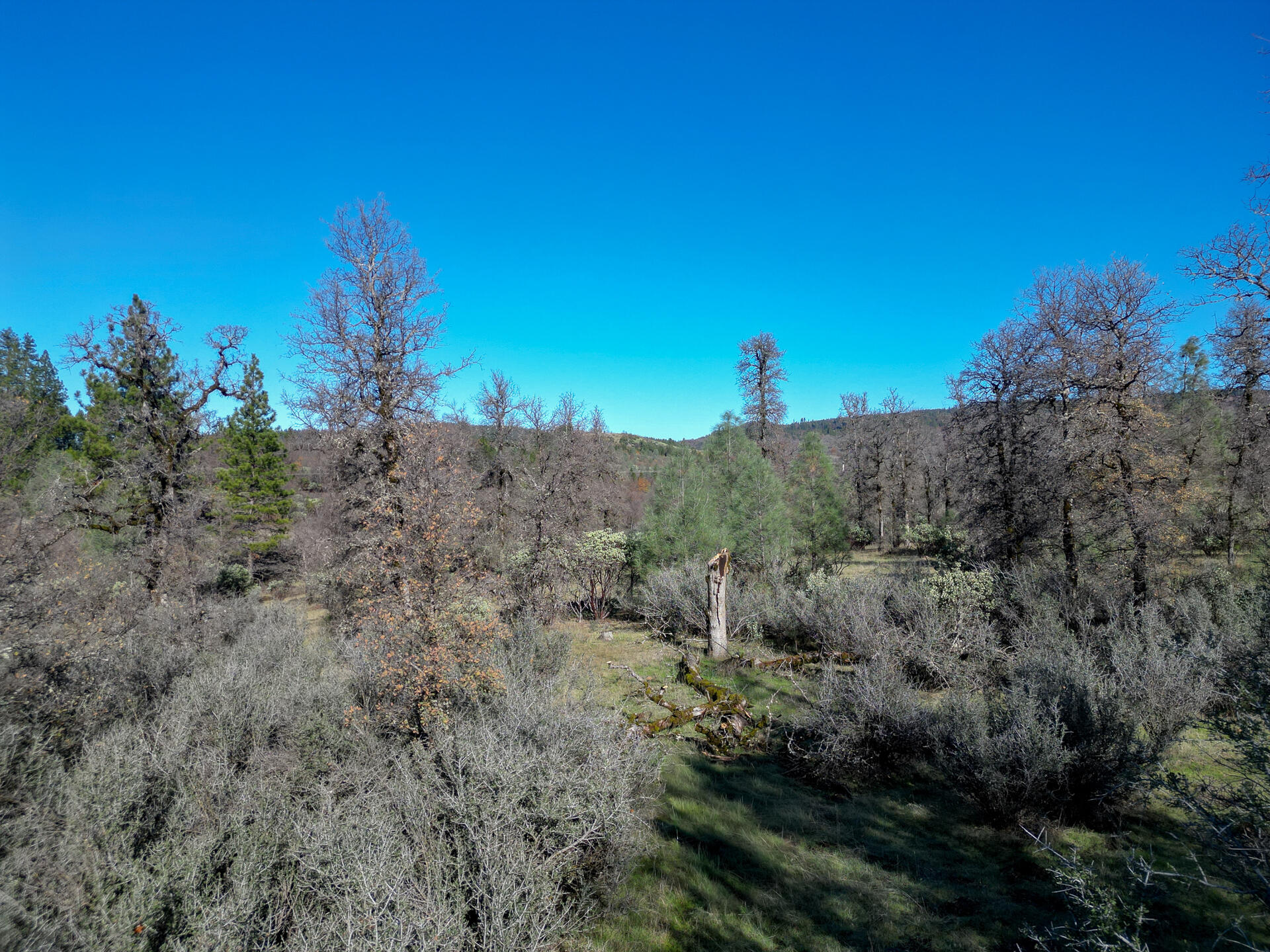15.77 Acres Dittman Road Montgomery Creek, CA 96065 - Photo 14 of 26 IMG_3350