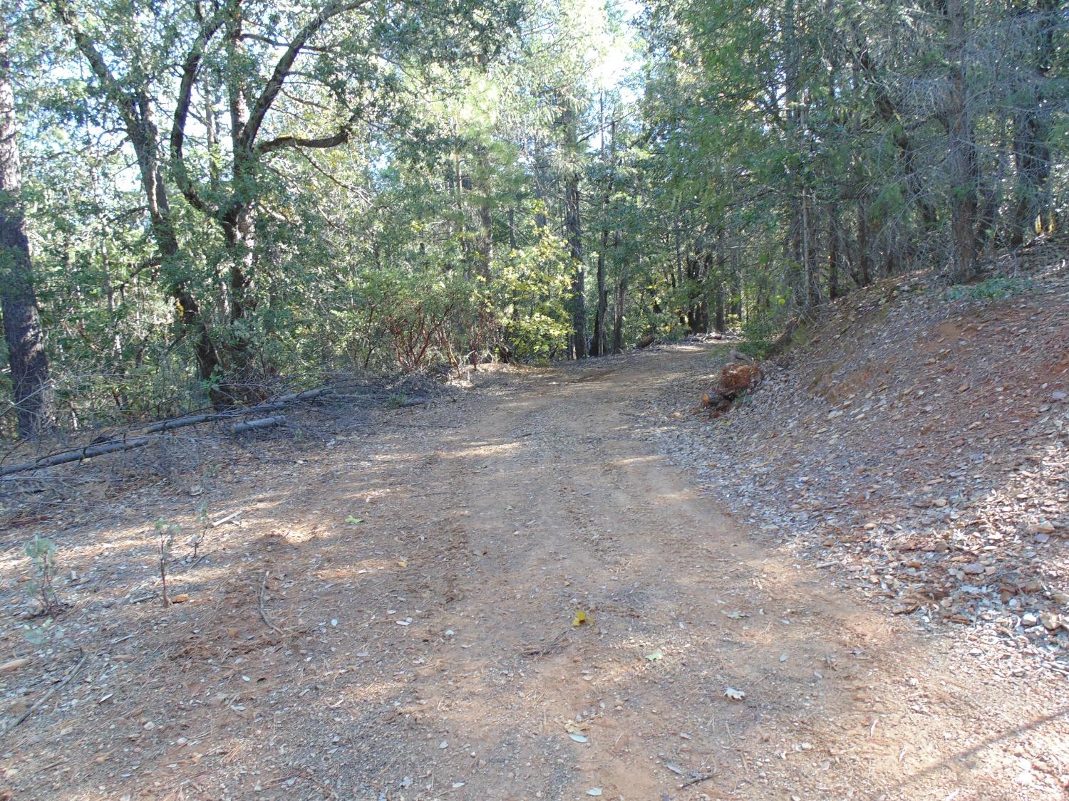 35 Balderston Road Georgetown, CA 95634 - Photo 26 of 37 a view of a forest with trees in the background