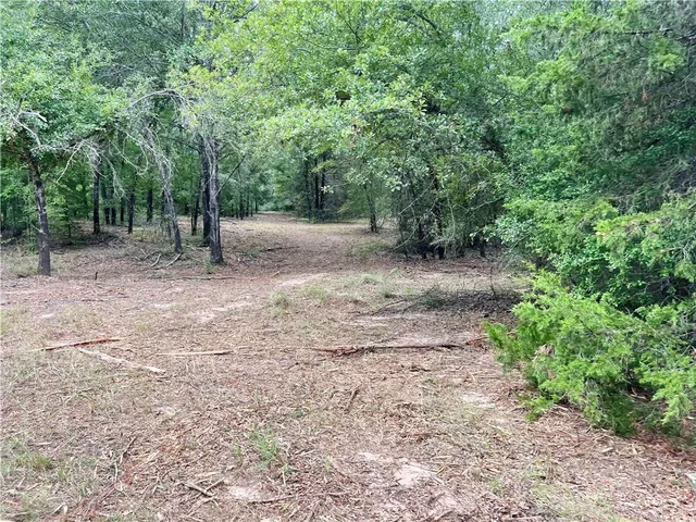 a view of a forest with trees in the background