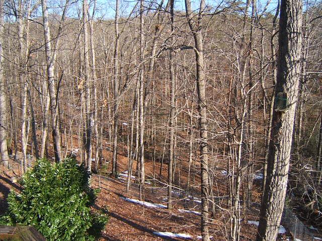 3060 Timberview Road Roanoke, VA 24019 - Photo 36 of 40 Woods