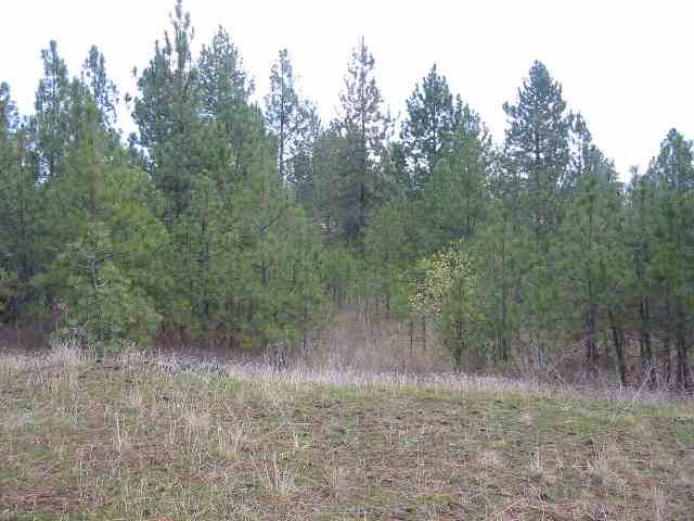 7100 North Bruce Road Spokane, WA 99217 - Photo 5 of 9