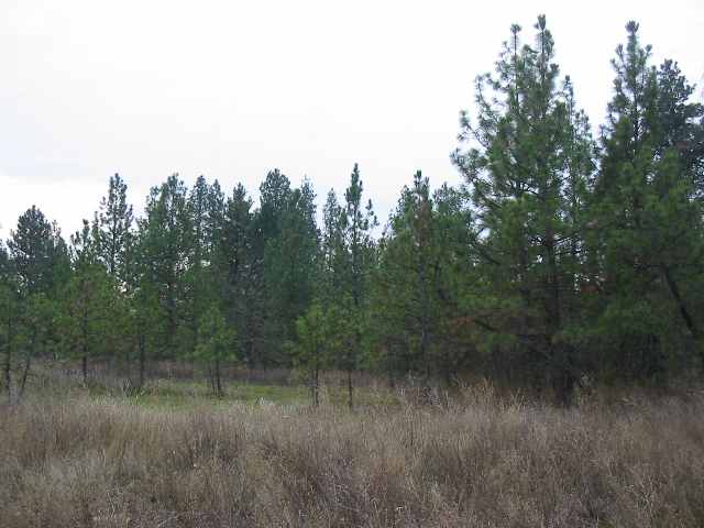 7100 North Bruce Road Spokane, WA 99217 - Photo 6 of 9