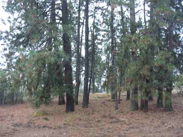 7100 North Bruce Road Spokane, WA 99217 - Photo 7 of 9