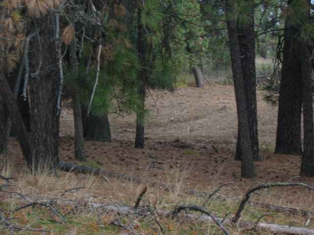 7100 North Bruce Road Spokane, WA 99217 - Photo 9 of 9