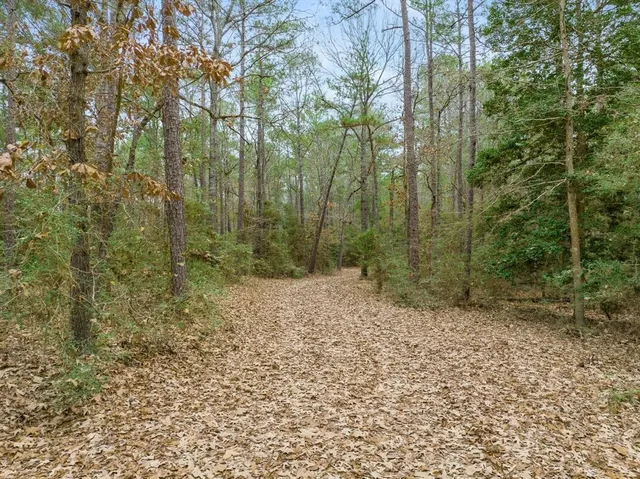 a view of a forest with trees