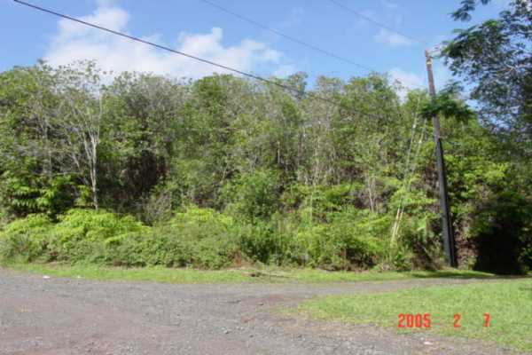 a view of a yard with a tree