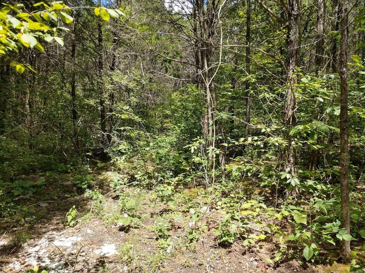 2366 Tracy Road Watertown, TN 37184 - Photo 8 of 25 a view of a yard with a tree