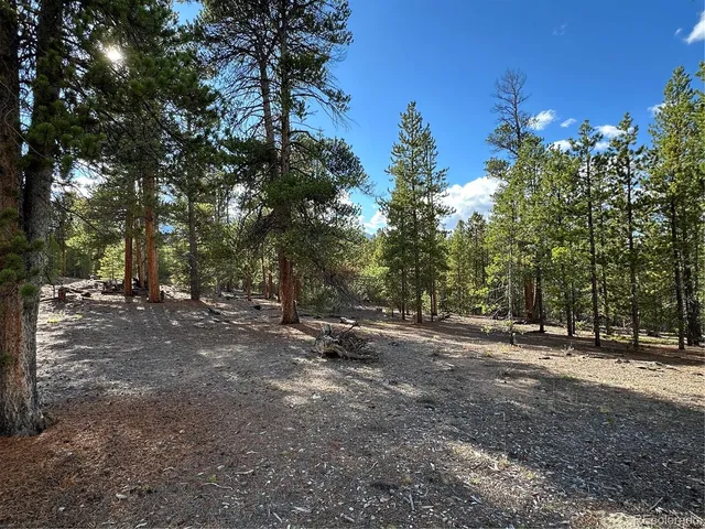 a view of a forest with trees in the background