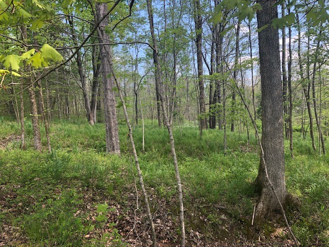 147 Buffalo Road Carthage, TN 37030 - Photo 11 of 13 a view of forest