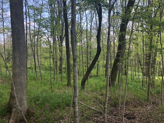 147 Buffalo Road Carthage, TN 37030 - Photo 12 of 13