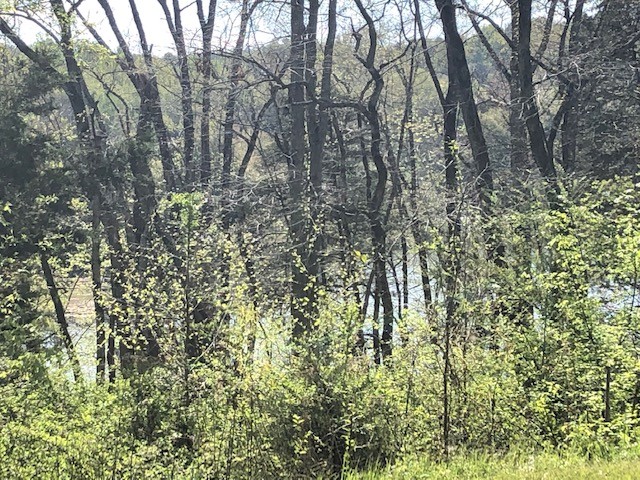 147 Buffalo Road Carthage, TN 37030 - Photo 8 of 13 a view of forest