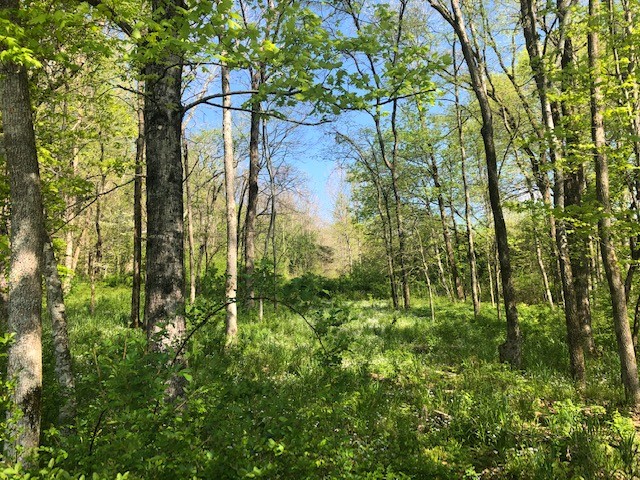 147 Buffalo Road Carthage, TN 37030 - Photo 10 of 13 a view of a yard with plants and large trees
