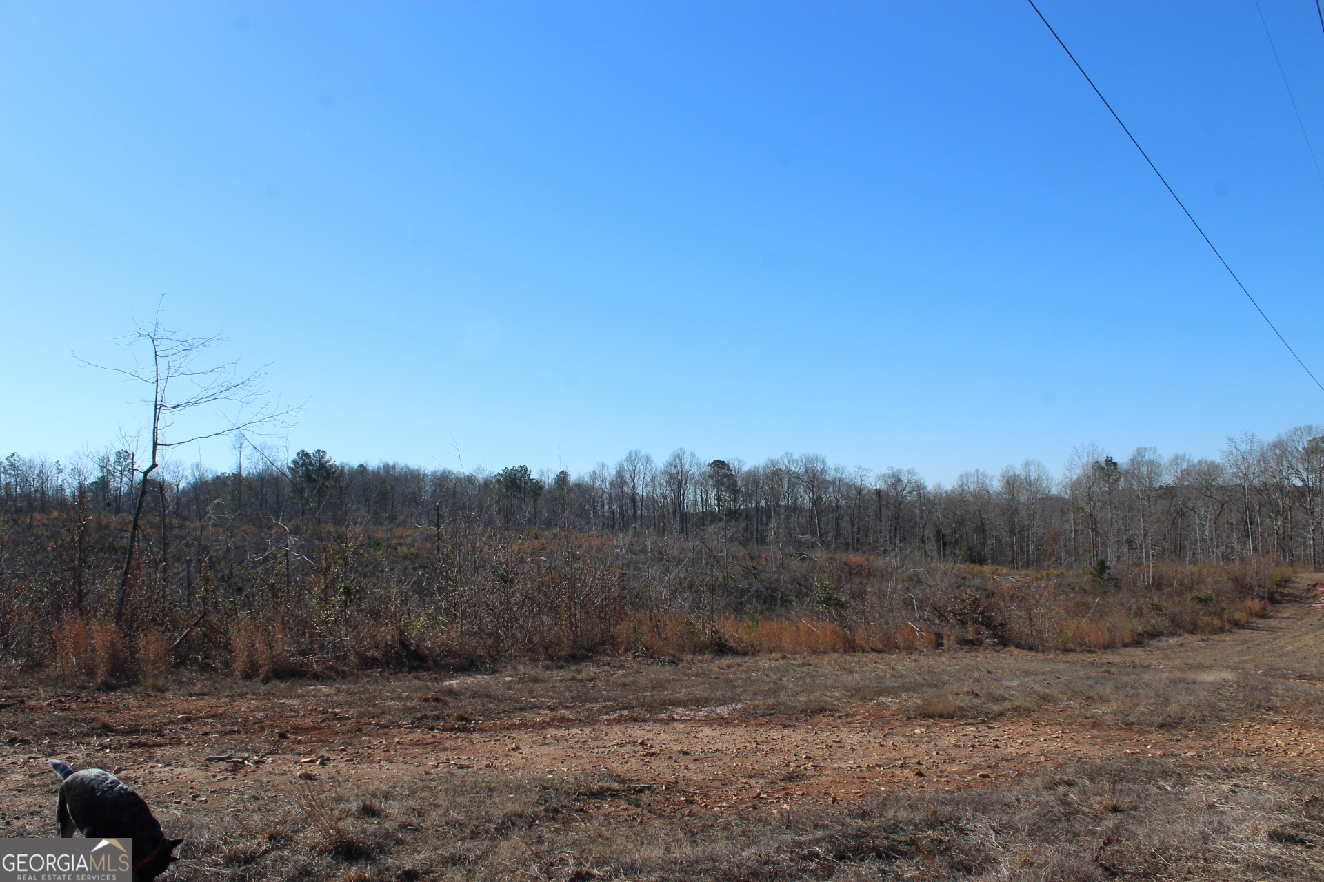 57-ac Victory Road Franklin, GA 30217 - Photo 7 of 9 a view of a dry yard with trees