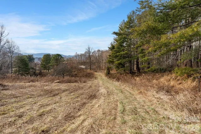 a view of a dry yard with trees