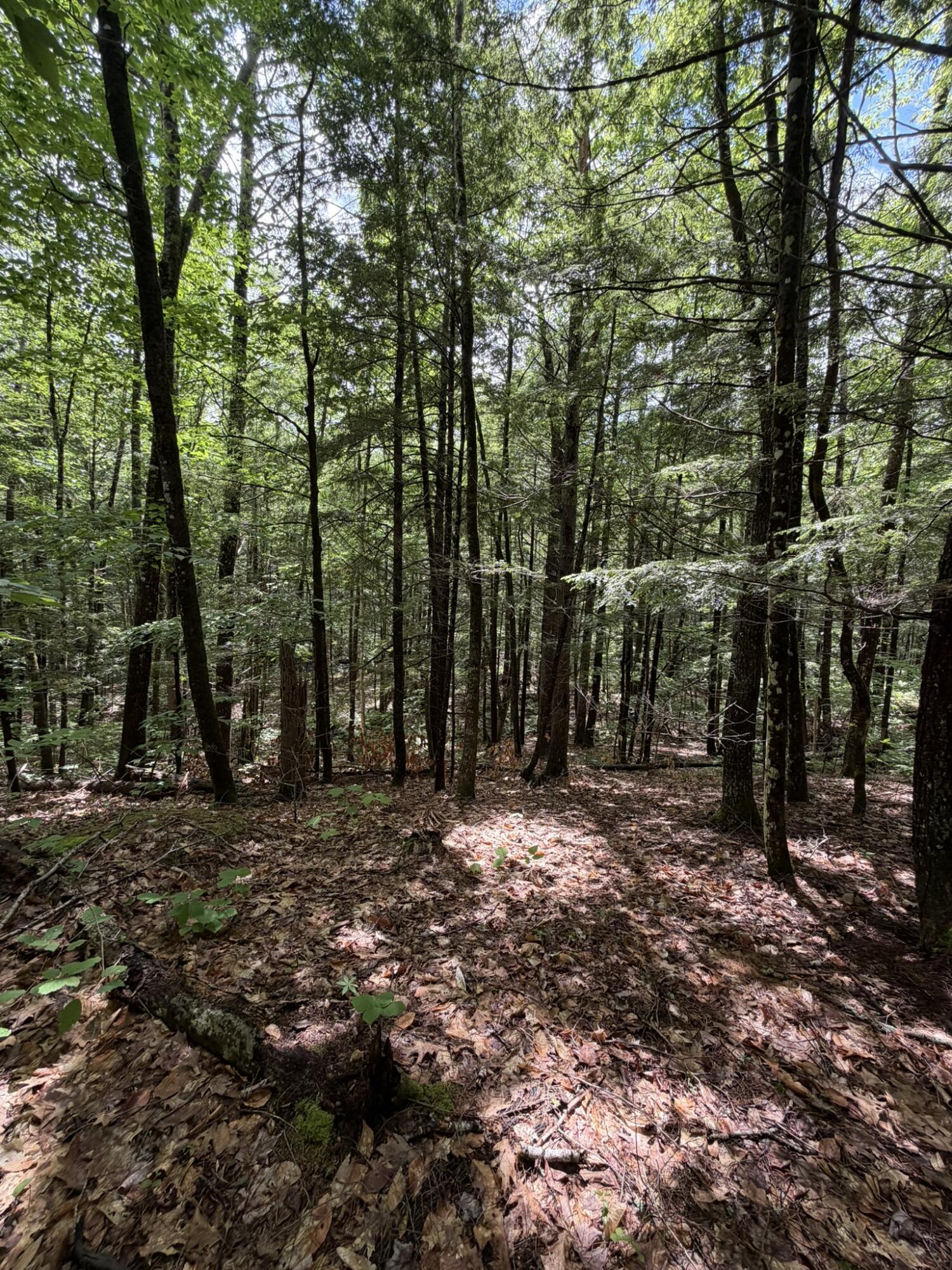 Lot 44 Rolfe Road Harrison, ME 04040 - Photo 12 of 21 IMG_1107