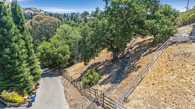 a view of a yard with plants and large trees