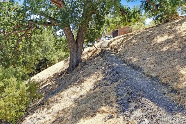 a view of a yard with large trees