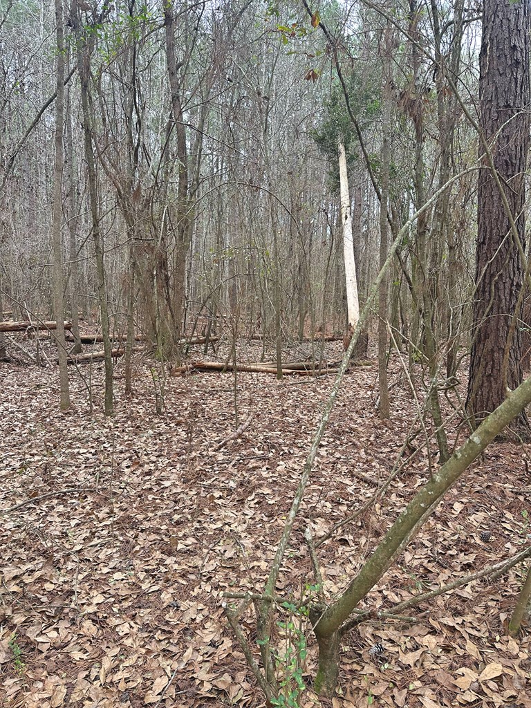 0 Freddie Whiddon Road Webb, AL 36376 - Photo 3 of 17
