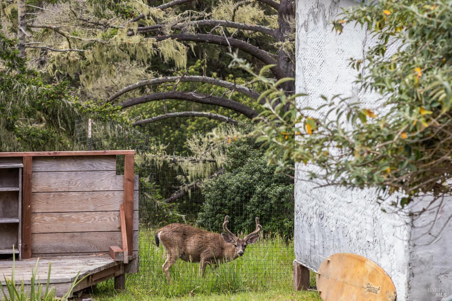 260 Kale Road Bolinas, CA 94924 - Photo 9 of 65