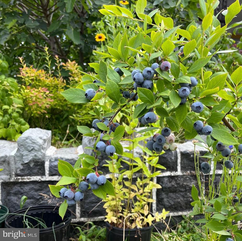 5134 Cedar Avenue Philadelphia, PA 19143 - Photo 26 of 27 Blueberries
