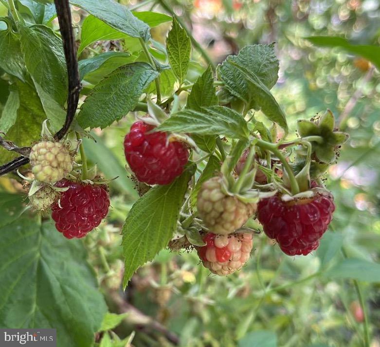5134 Cedar Avenue Philadelphia, PA 19143 - Photo 27 of 27 Raspberries