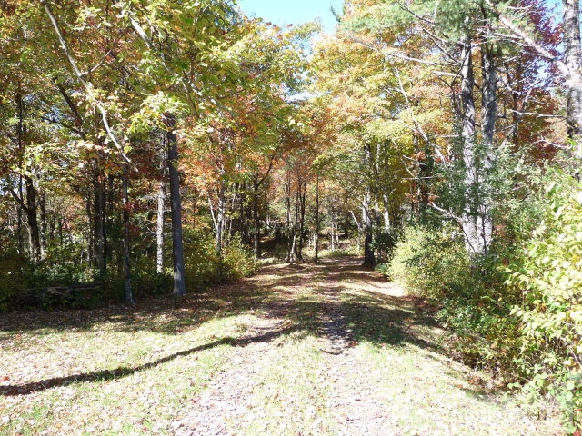 1057 Blue Ridge Church Road Purlear, NC 28665 - Photo 9 of 25 a view of a yard with large trees