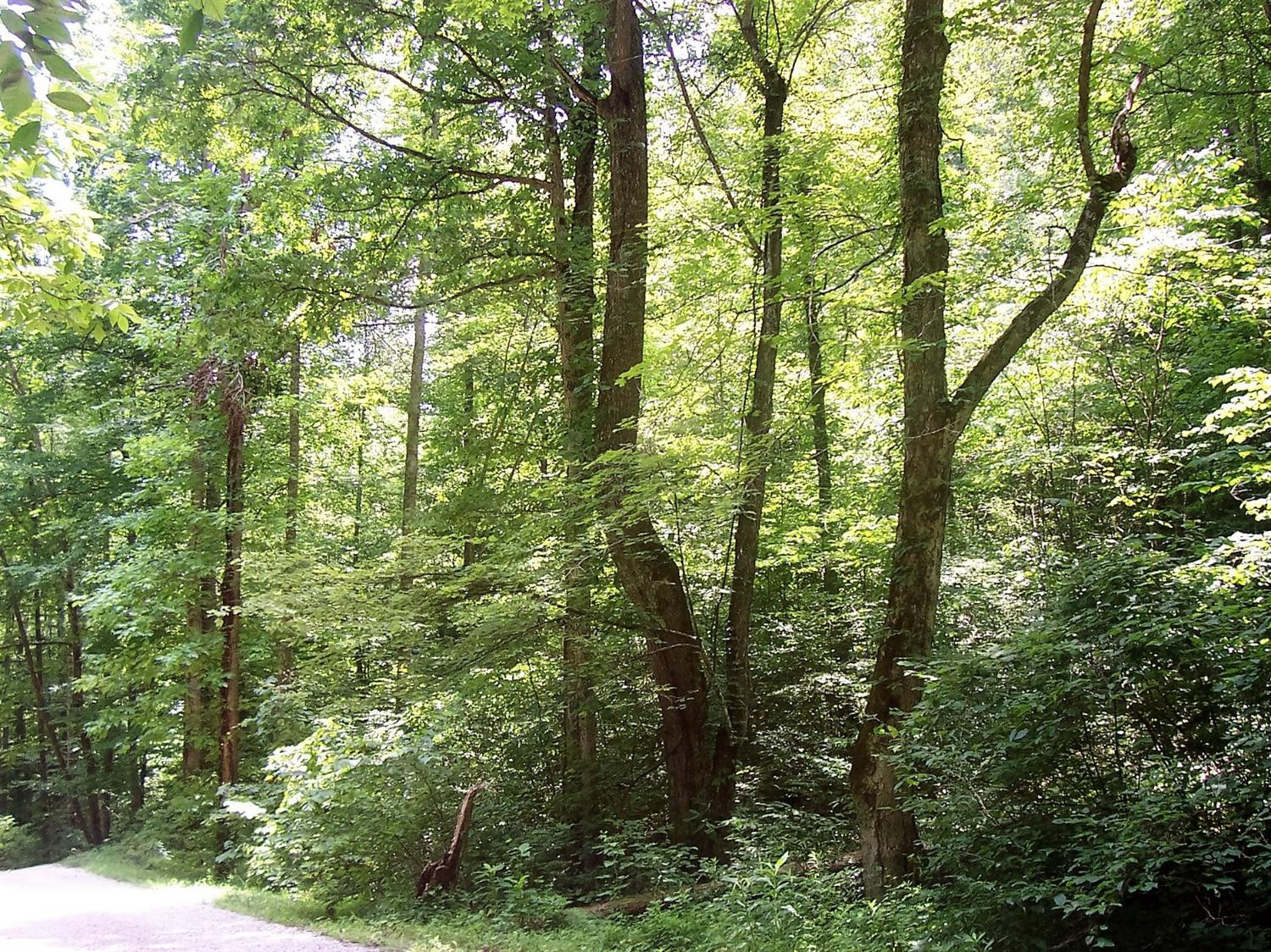 4236 Beech Timber Road Beattyville, KY 41311 - Photo 39 of 76 Photo 39