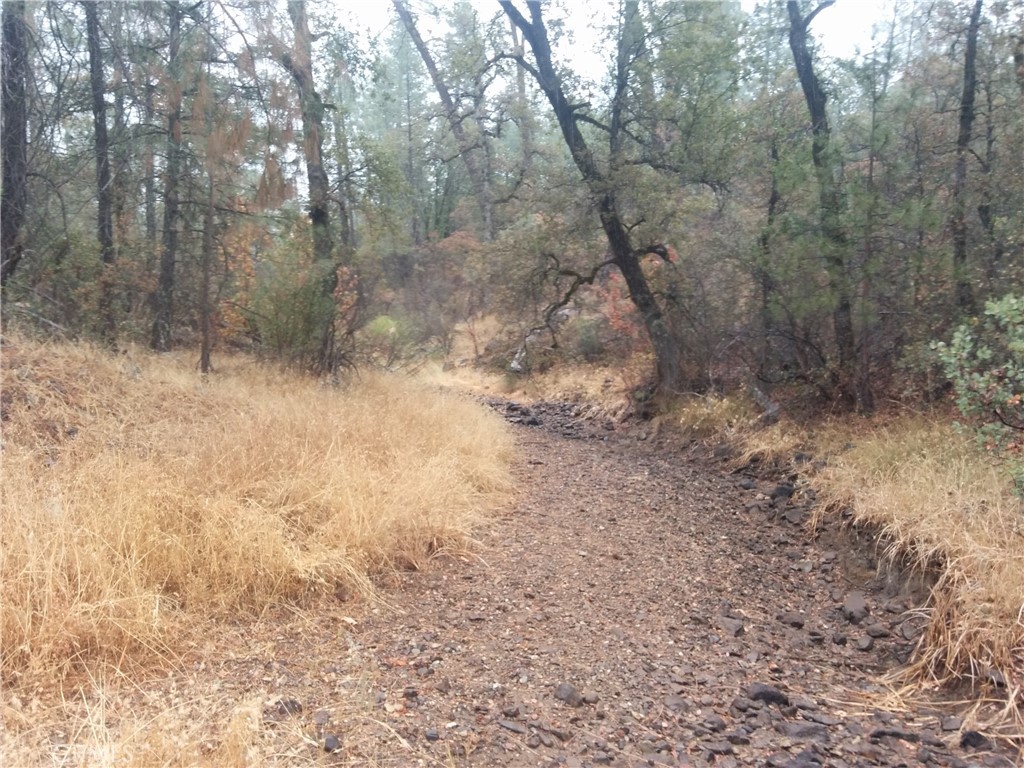 0 Donkey Mine Road Oak Run, CA 96069 - Photo 5 of 8 a view of a yard with trees