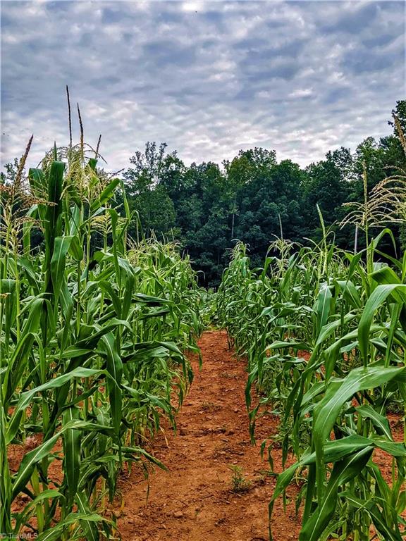 1127 Wood Stack Trail Road Westfield, NC 27053 - Photo 24 of 30 Organic Corn field on the back side of the property. Well maintained tractor/ATV road beds throughout the property leading to the fields, barns, garden and pond areas.