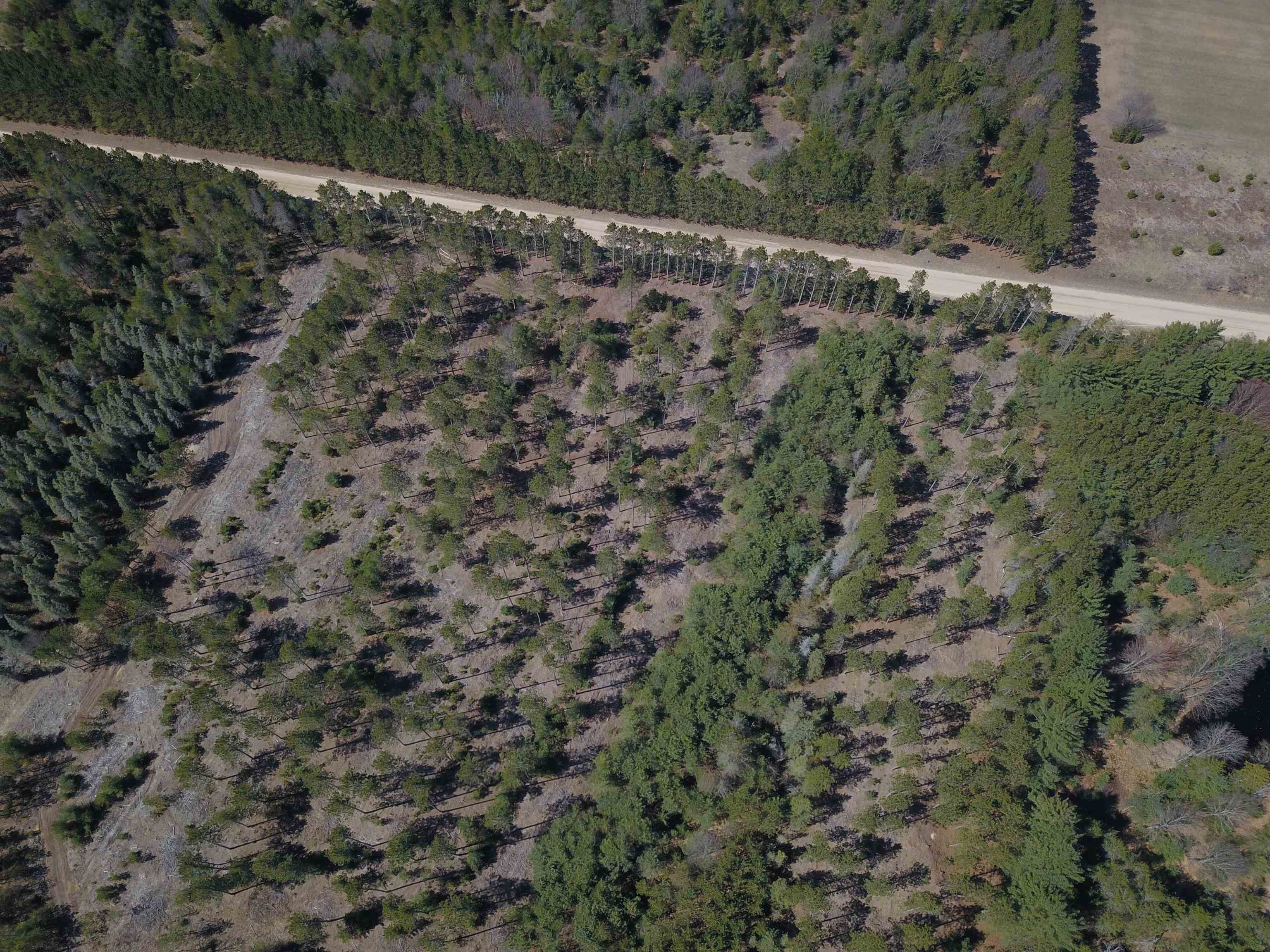 9.69-acres Niemi Road Kaleva, MI 49645 - Photo 22 of 30